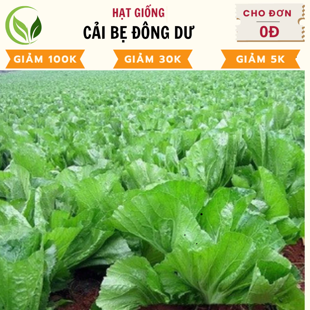 Hạt Giống Cải Đông Dư( Cải Bẹ Dưa ) - Chất Lượng Cao, Dễ Trồng, Năng Suất Tốt