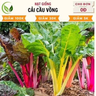 Hạt Giống Cải Cầu Vồng - Chất Lượng Cao, Dễ Trồng, Năng Suất Tốt