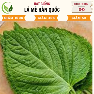 Hạt Giống Lá Mè Hàn Quốc - Chất Lượng Cao, Dễ Trồng, Năng Suất Tốt