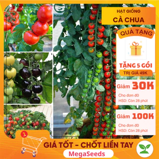 🌱 𝙁𝙍𝙀𝙀 𝙎𝙃𝙄𝙋 🌱 Hạt giống CÀ CHUA, CÀ CHUA BI LÙN, CÀ CHUA ĐEN, nảy mầm tốt