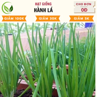 Hạt Giống Hành Lá - Chất Lượng Cao, Dễ Trồng, Năng Suất Tốt