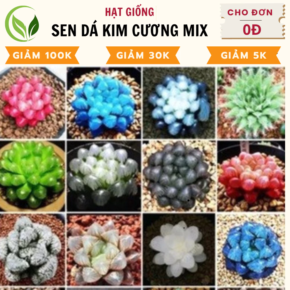 Hạt Giống Sen Đá Kim Cương Mix - Chất Lượng Cao, Dễ Trồng, Nở Rực Rỡ