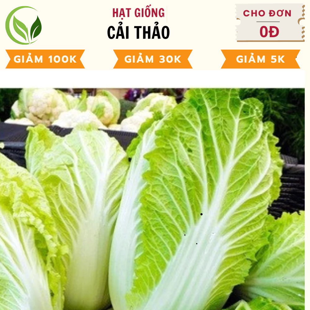 Hạt Giống Cải Thảo  - Chất Lượng Cao, Dễ Trồng, Năng Suất Tốt