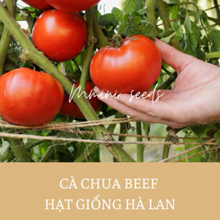 Hạt giống cà chua beef Hà lan dễ trồng