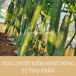 Hạt giống Dưa chuột kiếm Nhật dòng tự thụ phấn