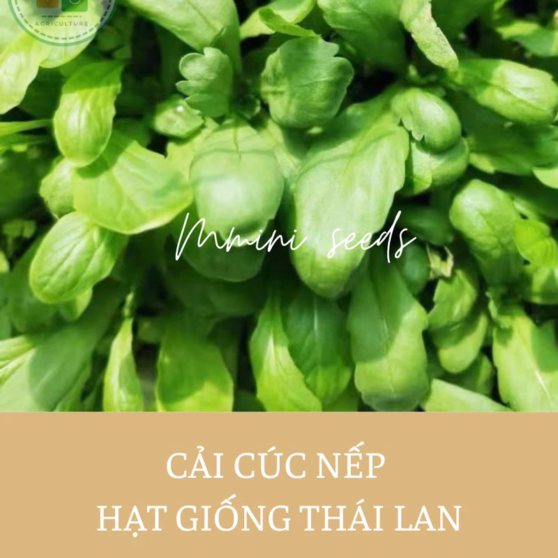 (Hàng Tặng) 1gr Hạt giống cải cúc nếp Thái Lan