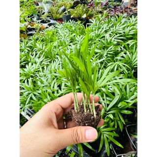 Cau tiểu trâm mini để bàn lọc không khí,trang trí tiểu cảnh non bộ,terrarium