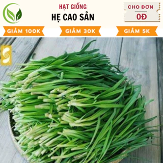 Hạt Giống Hẹ Cao Sản - Chất Lượng Cao, Dễ Trồng, Năng Suất Tốt