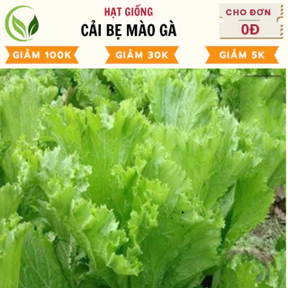 Hạt Giống Cải Bẹ Mào Gà - Chất Lượng Cao, Dễ Trồng, Năng Suất Tốt