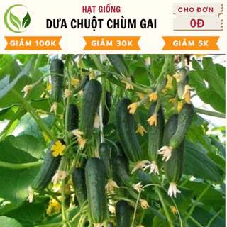 Hạt Giống Dưa Chuột Chùm - Dưa Leo Chùm  - Chất Lượng Cao, Dễ Trồng, Năng Suất Tốt