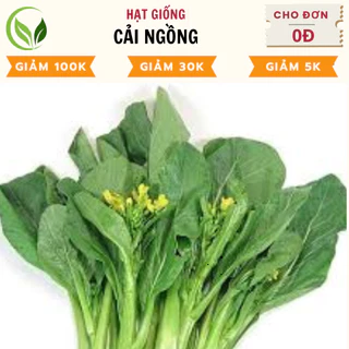 Hạt Giống Cải Ngồng - Chất Lượng Cao, Dễ Trồng, Năng Suất Tốt