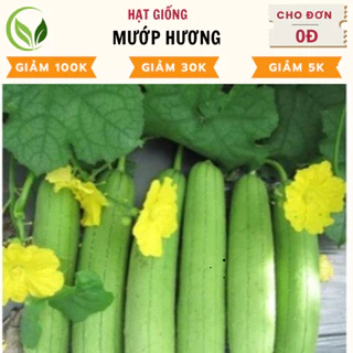 Hạt Giống Mướp Hương  - Chất Lượng Cao, Dễ Trồng, Năng Suất Tốt