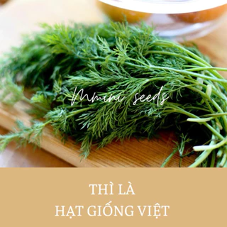 Hạt giống thì là- Hạt giống Việt Nam