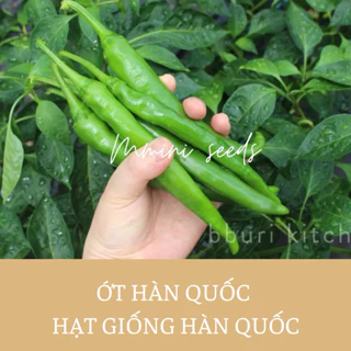 Hạt giống ớt xanh ngọt Hàn Quốc F1