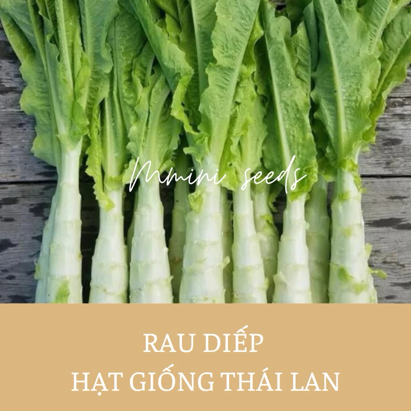 (Hàng Tặng) 1gr hạt giống rau diếp lá dài