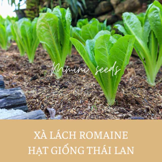 Hạt giống xà lách romain chịu nhiệt