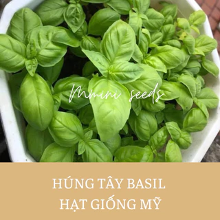 Hạt giống húng Tây basil dễ trồng