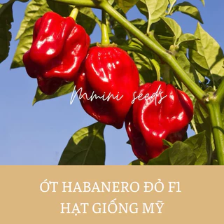 Hạt giống ớt hananero đỏ