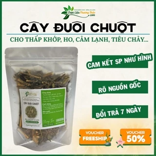 Cây Đuôi Chuột khô giúp thanh nhiệt, hỗ trợ các bệnh tim mạch - Dược liệu Phương Thảo