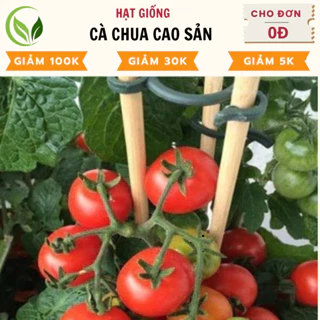 Hạt Giống Cà Chua Cao Sản  - Chất Lượng Cao, Dễ Trồng, Năng Suất Tốt