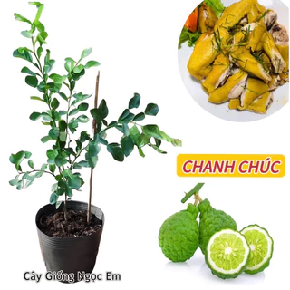 Cây chúc( chanh thái) HÀNG ĐẸP. loại  lớn - nhánh xum xê .cây khỏe, chuẩn giống