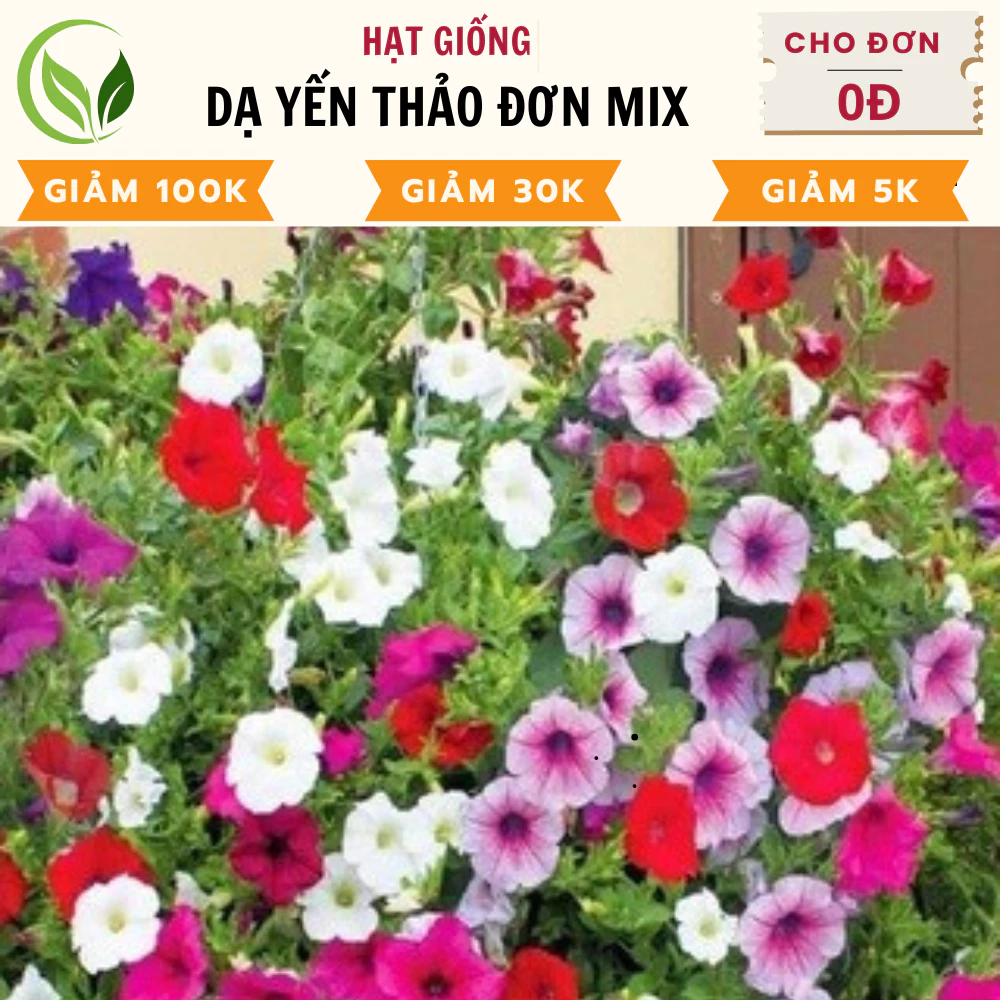 Hạt Giống Hoa Dạ Yến Thảo Đơn Mix - Chất Lượng Cao, Dễ Trồng, Nở Rực Rỡ