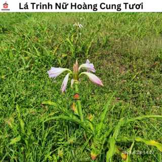 500gam Lá Trinh Nữ Hoàng Cung Tươi - Vùng Tây Nguyên.