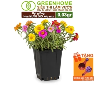 Hạt Giống Hoa Mười Giờ Greenhome, Gói 0,03gr, Sai Hoa, Màu Rực Rỡ, Dễ Trồng Quanh Năm, Nảy Mầm H08