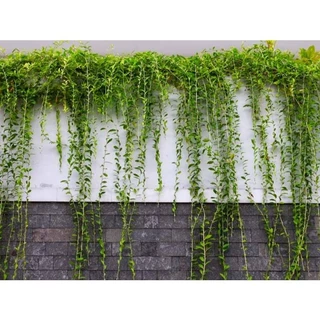 Bịch trồng cây cúc tần dày thân cao 35-40cm trang trí tạo mát ban công, phủ tường rào sân vườn