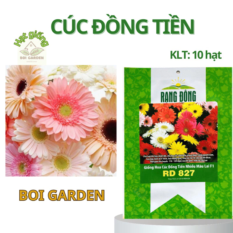 Hạt giống Hoa Cúc Đồng Tiền nhiều màu (210)