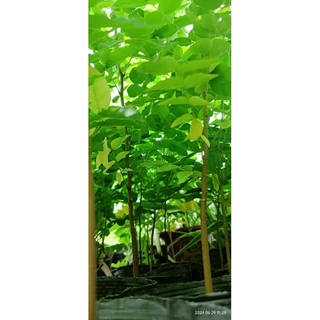 cây giống khế chua, cây cao 40-60cm