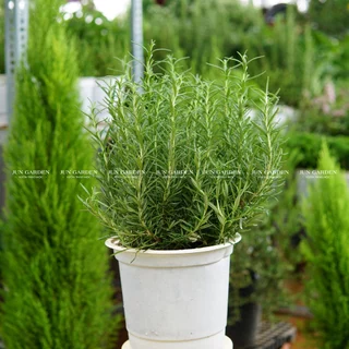 Cây Hương Thảo Rosemary Thuần Khí Hậu Sài Gòn Dễ Chăm Sóc - Jun Garden