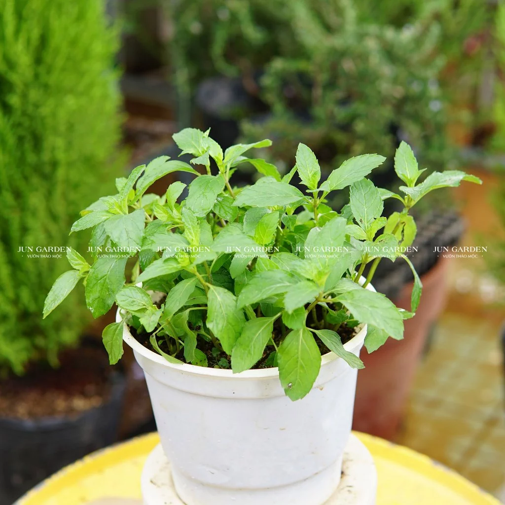 Cây Bạc Hà Mint, Peppermint Làm Gia Vị, Nước Uống - Jun Garden