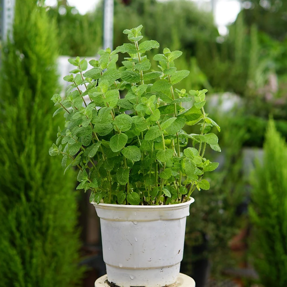 Cây Bạc Hà Táo Apple Mint Dùng Pha Chế, Xông Hơi Tại Sài Gòn - Jun Garden