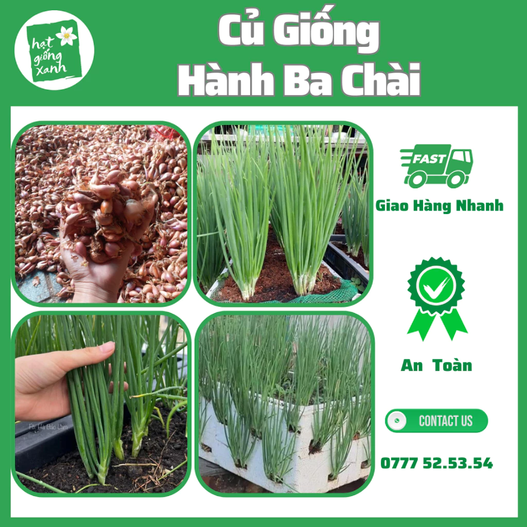 Củ giống Hành Ba Chài Zin(1kg)