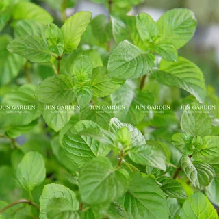 Bạc Hà Cam - Orange Mint Thơm Mùi Cam Dùng Làm Pha Chế Thức Uống - Jun Garden