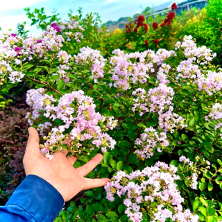 Cây hoa tường vi hồng phớt đổi màu cao 60-70cm