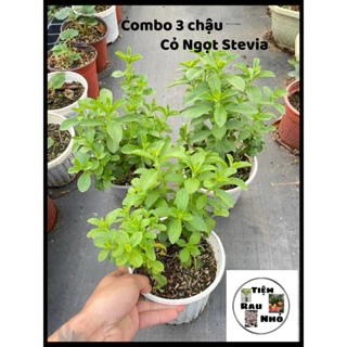 Combo 3 Chậu Cây Cỏ Ngọt Stevia - Cây Dược Liệu - Dễ Chăm Sóc - Trang Trí Nhà Cửa