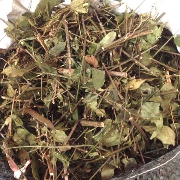 Chè vằng sẻ Nghệ An, lợi sữa, loại bỏ nhiễm tia sữa, điều hòa kinh nguyệt, ngừa chứng áp xe vú I Kho Thảo Dược 24h