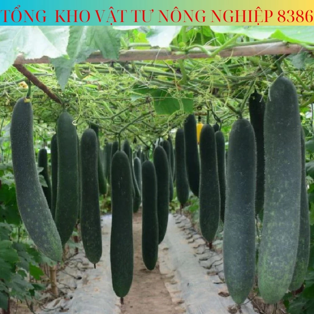 HẠT GIỐNG BÍ SẶT,BÍ ĐAO SIÊU TRÁI