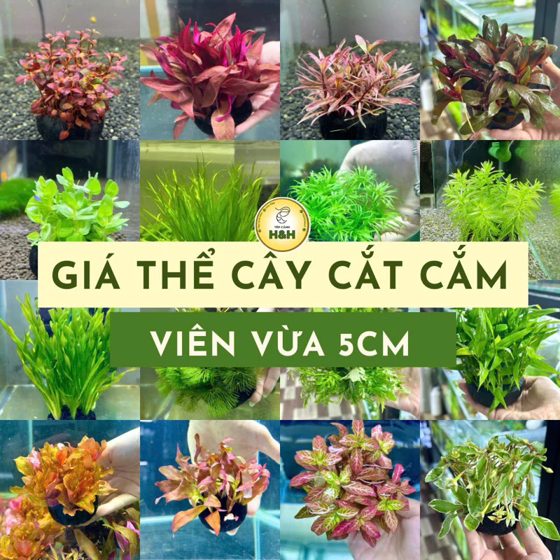 Cây thuỷ sinh gắn giá thể dễ dàng chỉ cần đặt vào hồ thuỷ sinh, dễ chăm sóc, không cần CO2, hấp thụ NO3