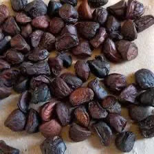 {20 Hạt} Hạt dổi rừng/ Dổi nếp siêu thơm đặc biệt