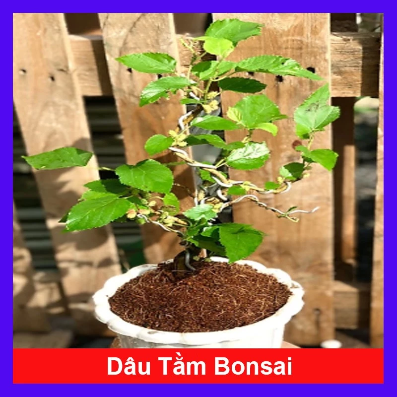 Cây dâu tằm (Bonsai) - chậu cây cảnh để bàn - inbonsai.com