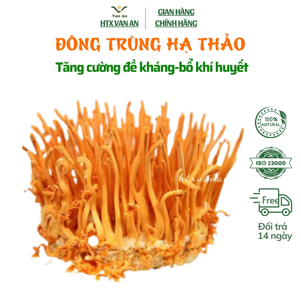 Đông Trùng Hạ Thảo [LOẠI THƯỢNG HẠNG ] (100G) Sấy Khô Sợi To Ngon  Hàng Cao Cấp Bồi Bổ Cơ thể