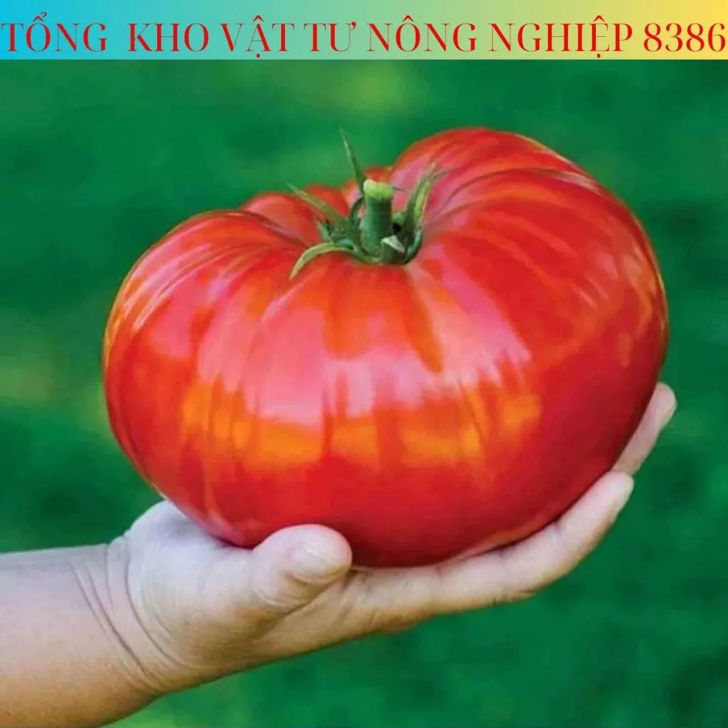 Hạt Giống Cà Chua Khổng Lồ 20 Hạt(Tặng phân bón)