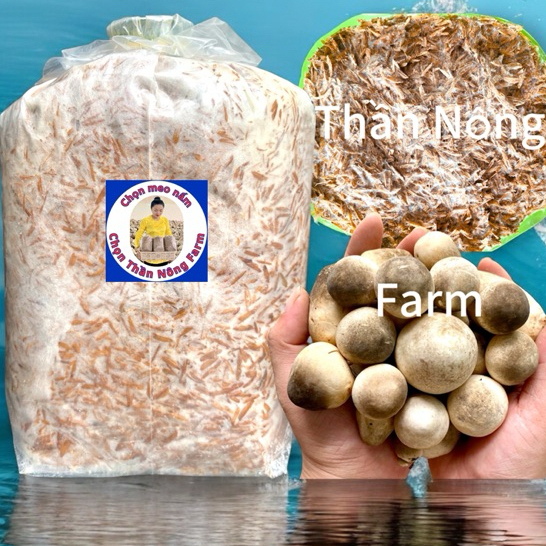 Combo 2 Meo Nấm Rơm Thần Nông (550g/meo) - Tặng Quy Trình Trồng