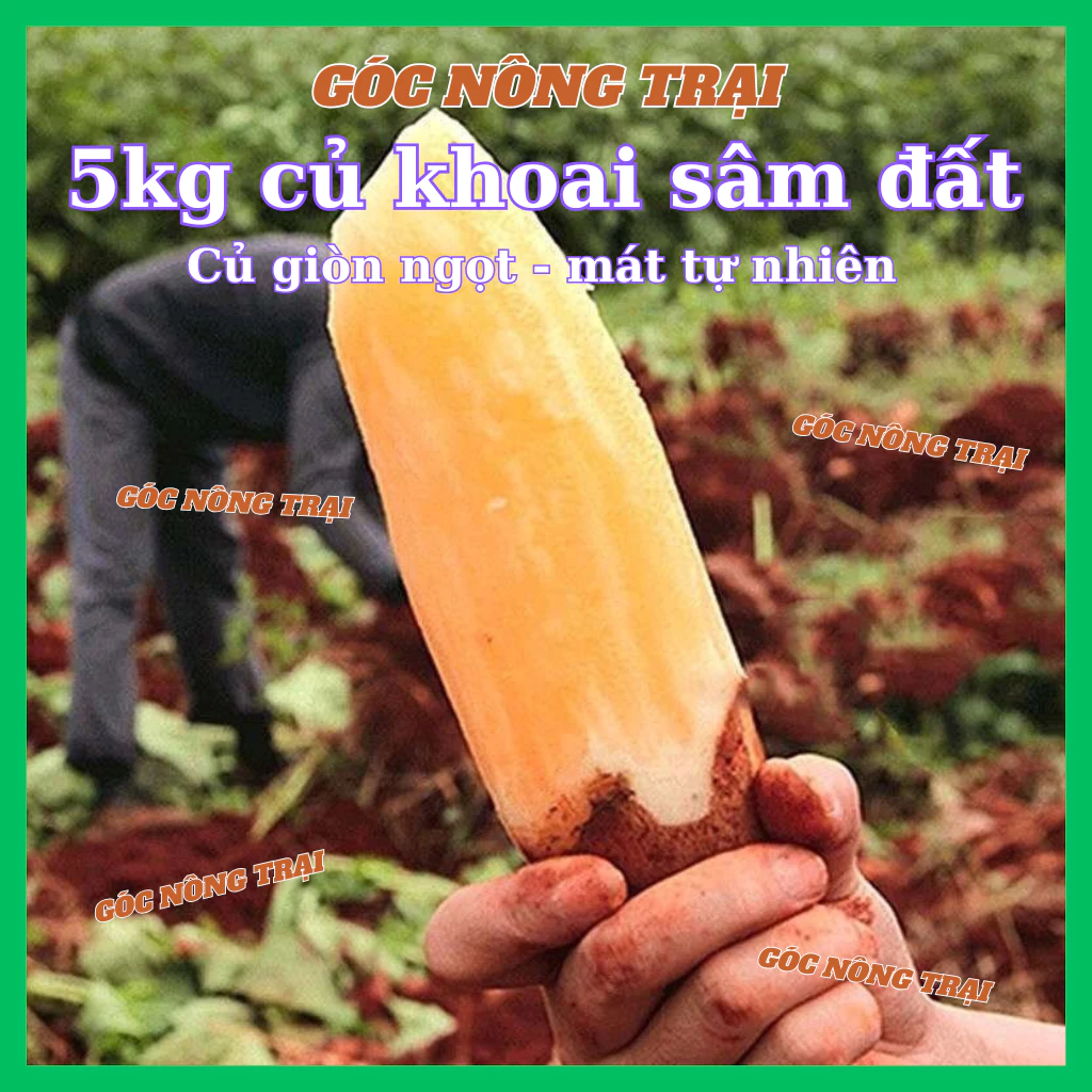 Củ khoai sâm đất (5kg) nhiều size đặc sản Y Tý Lào Cai, khoai ngọt thanh, mát, nhiều nước.