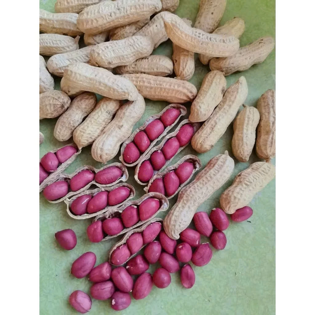 1KG Lạc Đỏ Sấy Cả Củ Nguyên Vị Ăn Liền - Bao Ngon Thơm Giòn