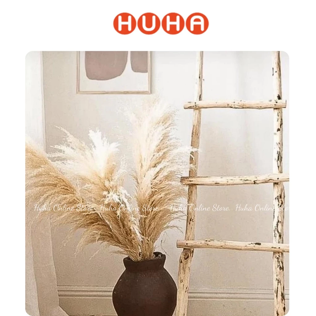CỎ LAU RỪNG - LAU SẬY , LAU XÙ MÀU TỰ NHIÊN  (Dài 80-100cm)