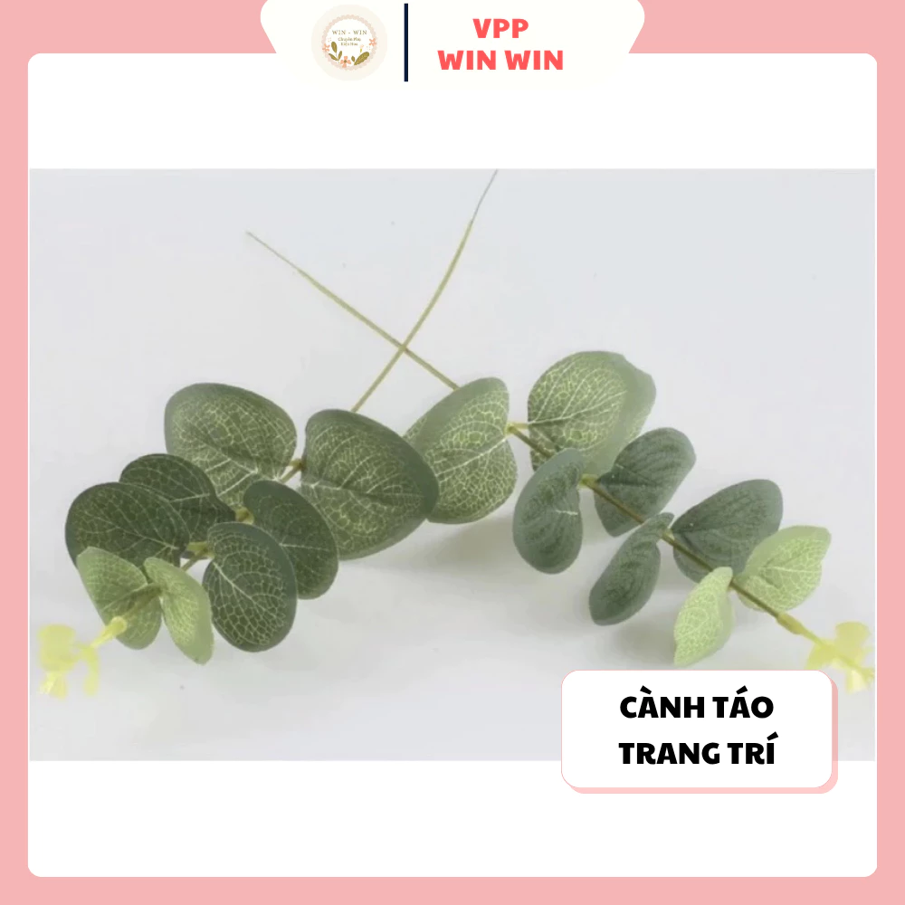 Cành Táo Rời, Cành Táo Derco Gói Hoa, Làm Hộp Quà